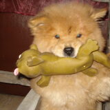 hatchiko, chowchow. onze eigen reddingsoperatie. wat en lieverdje was…