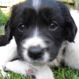 Dit is Nora de pup die net bij ons is!