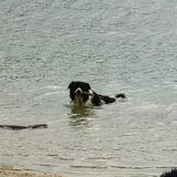 apporteren in het water met een stok