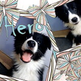 Foto van Nikki & Hero