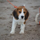 Toen ze nog pup was