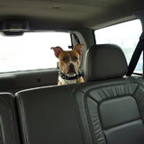Diablo achterin de auto :-D