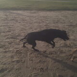 Lekker rennen op het strand met een andere hond :-D