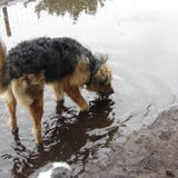 Foto van liesbeth,Turbo,Luna, Levi en Faith