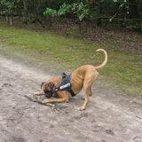 Foto van liesbeth,Turbo,Luna, Levi en Faith