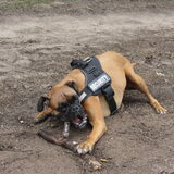 Foto van liesbeth,Turbo,Luna, Levi en Faith