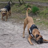 Foto van liesbeth,Turbo,Luna, Levi en Faith