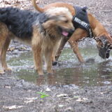 Foto van liesbeth,Turbo,Luna, Levi en Faith