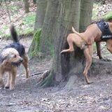 Foto van liesbeth,Turbo,Luna, Levi en Faith