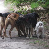 Foto van liesbeth,Turbo,Luna, Levi en Faith