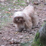 Foto van liesbeth,Turbo,Luna, Levi en Faith