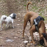 Foto van liesbeth,Turbo,Luna, Levi en Faith