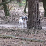 Foto van liesbeth,Turbo,Luna, Levi en Faith
