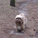 Foto van liesbeth,Turbo,Luna, Levi en Faith