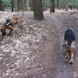 Foto van liesbeth,Turbo,Luna, Levi en Faith