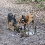Foto van liesbeth,Turbo,Luna, Levi en Faith
