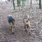 Foto van liesbeth,Turbo,Luna, Levi en Faith