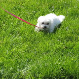 Danja als pup (8 of 10 weken)