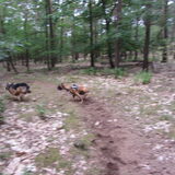 Foto van liesbeth,Turbo,Luna, Levi en Faith