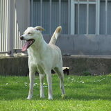 Sita