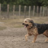 Foto van liesbeth,Turbo,Luna, Levi en Faith