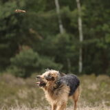 Foto van liesbeth,Turbo,Luna, Levi en Faith