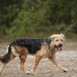 Foto van liesbeth,Turbo,Luna, Levi en Faith