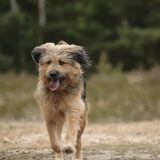 Levi van Liesbeth