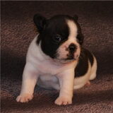 Koda de Petit Farouche, Oscars nieuwe vriendinnetje :)