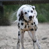 Hihi, we hebben een schele hond;)