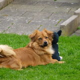 Foto van rex