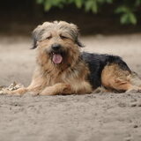 Foto van liesbeth,Turbo,Luna, Levi en Faith