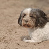 Foto van liesbeth,Turbo,Luna, Levi en Faith