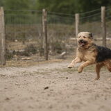 Foto van liesbeth,Turbo,Luna, Levi en Faith