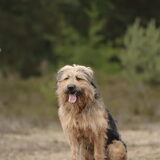 Foto van liesbeth,Turbo,Luna, Levi en Faith