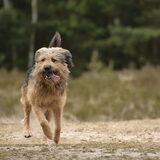 Foto van liesbeth,Turbo,Luna, Levi en Faith