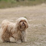 Foto van liesbeth,Turbo,Luna, Levi en Faith