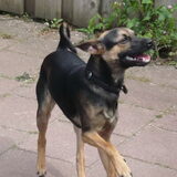 geboren op 5-11-2010 onze ceasar. sinds 18-6-2011 zijn we de trotse…