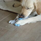 Tess , met een oud speelgoedje ;p