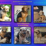 Foto van liesbeth,Turbo,Luna, Levi en Faith