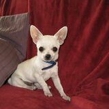 Foto van ~Saartje & de chihuahua roedel ~