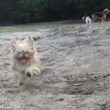 Foto van liesbeth,Turbo,Luna, Levi en Faith