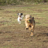 Foto van liesbeth,Turbo,Luna, Levi en Faith