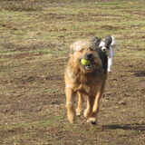 Foto van liesbeth,Turbo,Luna, Levi en Faith
