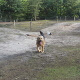 Foto van liesbeth,Turbo,Luna, Levi en Faith