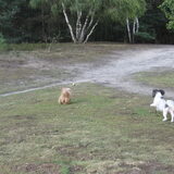 Foto van liesbeth,Turbo,Luna, Levi en Faith