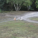 Foto van liesbeth,Turbo,Luna, Levi en Faith