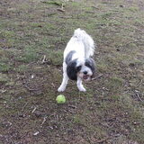 Foto van liesbeth,Turbo,Luna, Levi en Faith