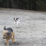 Foto van liesbeth,Turbo,Luna, Levi en Faith
