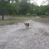 Foto van liesbeth,Turbo,Luna, Levi en Faith